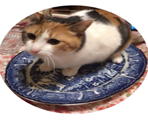 �M�̏�ɗ����Ă���L

�����I�ɐ������ꂽ����